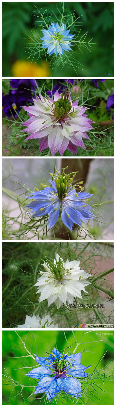 黑种草别称： 黑子草黑种草(Love-in-a-mist)在英语里面也叫做Devil-in-the-bush，是一种一年生植物，原产于地中海地区。黑种草可以长到1到2英尺(30到60厘米)高，长着带花边的鲜绿色叶子，开白色或者蓝色的花，花朵被…