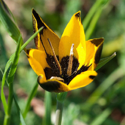 Hesperantha vaginata。鞘柄夜鸢尾