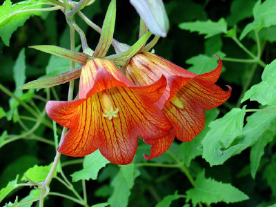 Canarina canariensis。加拿利风铃花1
