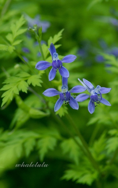 还亮草，Delphinium anthriscifolium Hance，别名还魂草、鱼灯苏，毛茛科翠雀属一年生草本。高30～70厘米；叶片菱状卵形或三角状卵形，2～3回羽状全裂；总状花序具2～15花，花淡青紫色；蓇葖果。分布全国大部分地区…