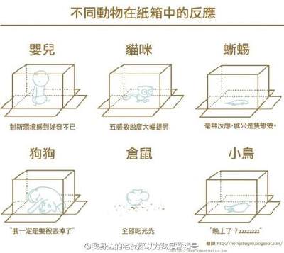 好可爱！不同动物在纸箱里的反应！