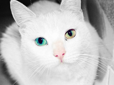 (=^･ｪ･^=)