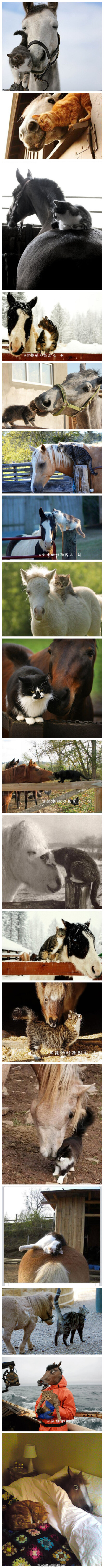 喵们怎么就和马儿们感情这么好呐 =L= 最后两张别闹了喂 图片搜集自谷歌+pinterest