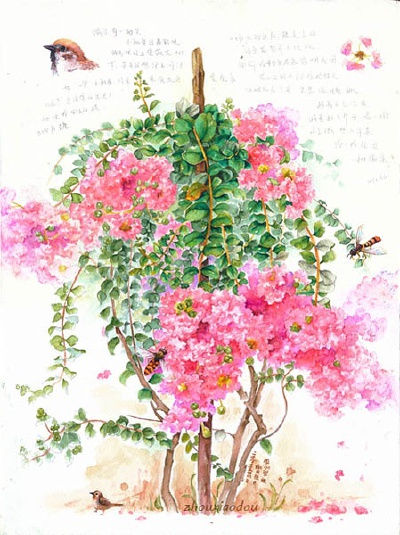 紫薇花