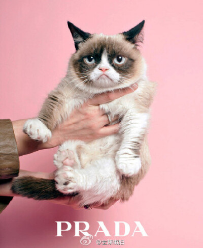 ✿ Funnnnnny ✿ PRADA