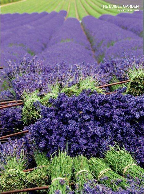 [ Visual Inspiration: Lavender ]