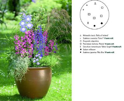 芒颖大麦草（Hordeum jubatum），细叶美女樱（Verbena speciosa）， 金盏菊（Calendual officinalis）, 非洲凤仙（Impatiens walleriana）, 雪叶菊（Senecio cineraria）, 蛇目菊（Sanvitalia speciosa）