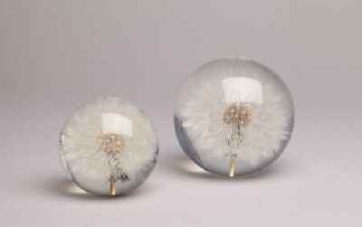 Dandelion paperweight