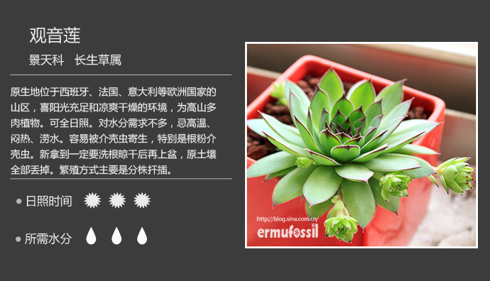 【100种常见多肉植物图鉴】 <wbr>+ <wbr>多肉植物常见问题解答