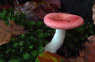 Russula emetica