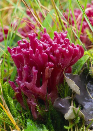 Clavaria zollingeri