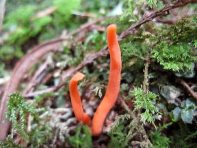 红拟锁瑚菌（红珊瑚菌）Clavulinopsis miyabeana（S.Ito）S.Ito 可以食用