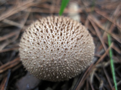 冬季马勃 Lycoperdon hiemale Bull.:Pers.em.Vitt. 名字叫“冬季”其实在重庆一年四季都能找到，特点是表面的角锥鳞，幼嫩可食，估计味道不咋地