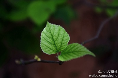 生机盎然