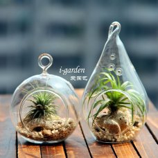 空气凤梨 多肉盆栽 绿植盆栽[包邮]