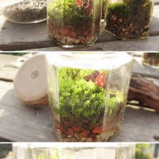 花里植物店『秘密森林·森林胶囊』/青苔/苔藓/礼物/秘密花园