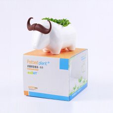 生态E园桌面创意小植栽 绿色办公植物 小盆栽 净化空气市