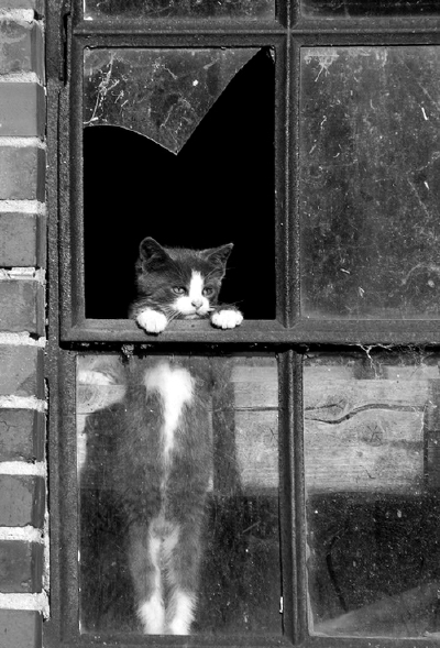 猫