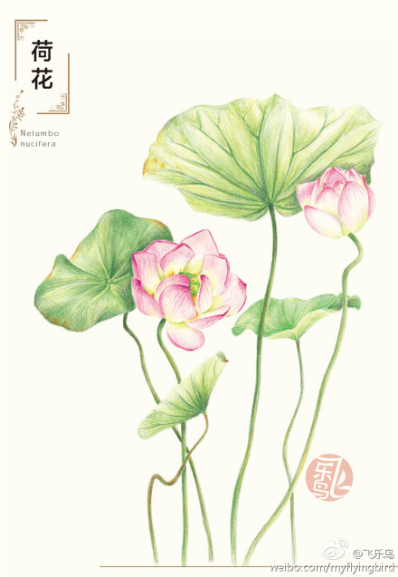 #鸟酱的画#漫游缤纷的植物王国，他们的优美姿态，令人欣喜也令人赞叹~