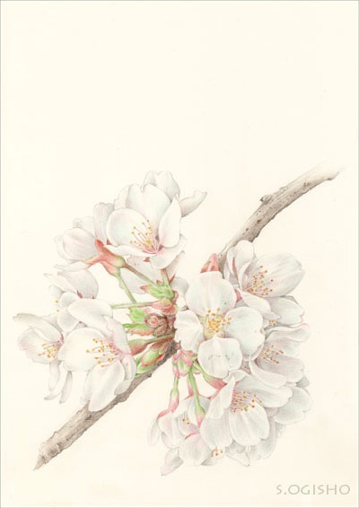 花花與牠