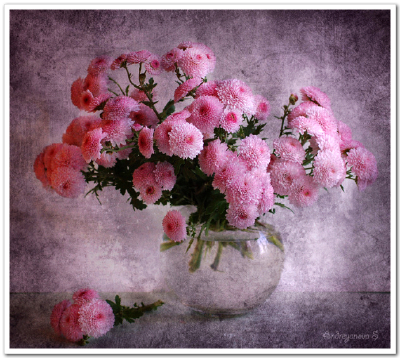 Svetlana <wbr> <wbr>Andriyanov <wbr>的花卉静物摄影