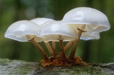 蘑菇蘑菇