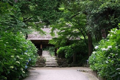 日本古寺巡礼。
