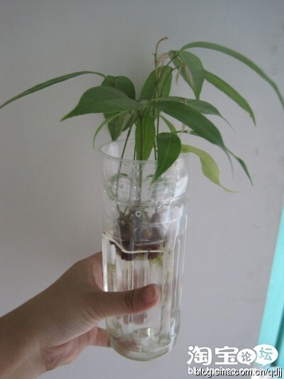 懒人不出门，日常种子的种植 <wbr>----更新到黄豆（结果了）