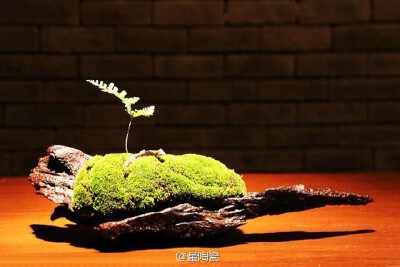 养苔藓的人，纯手工制作的苔藓盆景。作者：寂静。