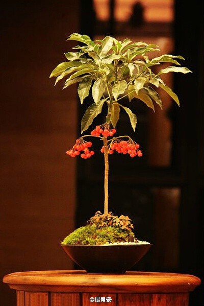 养苔藓的人，纯手工制作的苔藓盆景。作者：寂静。