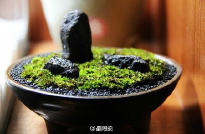 养苔藓的人，纯手工制作的苔藓盆景。作者：寂静。
