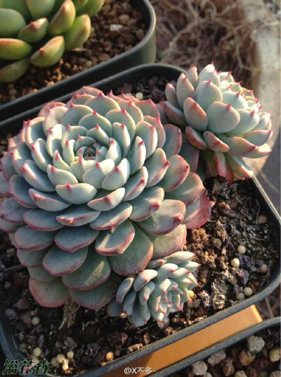 中文名：蓝姬莲别称：若桃拉丁学名：Echeveria blue minima科属：景天科石莲花属 蓝姬莲是多肉植物中相对较贵的，现在价格在百元左右，估计随着国内越来越多的人入手，价格还会下降；蓝姬莲一般是老版小红衣（minima…