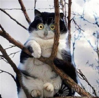 猫？猫头鹰