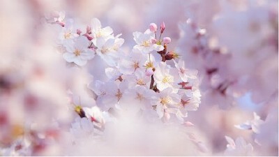 花开花落，我在樱花下等你。