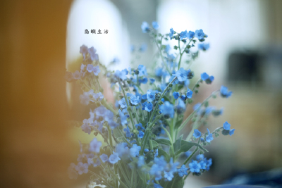 lomo