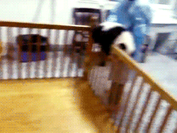 锲而不舍的熊猫宝宝！屡败屡战的精神让人为之感动!