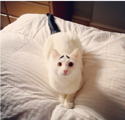 一只长有“八字眉”的猫咪在网上红的不得了，据悉，这只名叫Sam的猫咪来自美国纽约，它全身雪白，却在眉毛上方长有两撮黑色的毛，看上去就像一对八字眉，再配上Sam天然的小无辜表情，让人看一眼，就心生怜爱。怎么样…