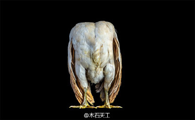 马拉西亚有一种名字叫 Ayam Seramas 的矮脚鸡。其体型娇小却气势激昂，因此当地人把它们当作宠物，并每年举办选美鸡大赛。摄影师 Ernest Goh 以拍摄动物见长，这回他选中这种奇怪的鸡作为拍摄对象，并将照片收录到了…