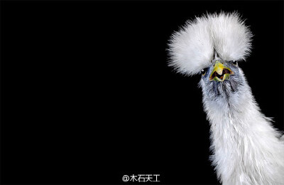 马拉西亚有一种名字叫 Ayam Seramas 的矮脚鸡。其体型娇小却气势激昂，因此当地人把它们当作宠物，并每年举办选美鸡大赛。摄影师 Ernest Goh 以拍摄动物见长，这回他选中这种奇怪的鸡作为拍摄对象，并将照片收录到了…
