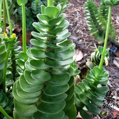 金钱木 Portulaca molokiniensis