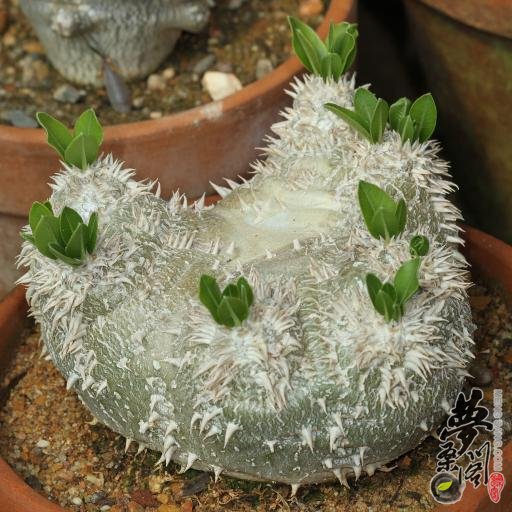 惠比须笑 Pachypodium brevicaule