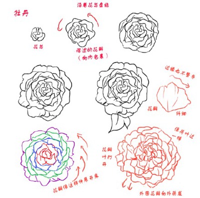 【玫瑰&amp;amp;牡丹】两种花的画法，注意两种花以及花瓣的形态上的区别。第5P长条图备用。（via：kelpls）