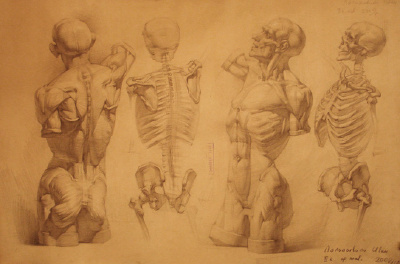human anatomy 22 by ...