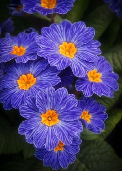 那朵花