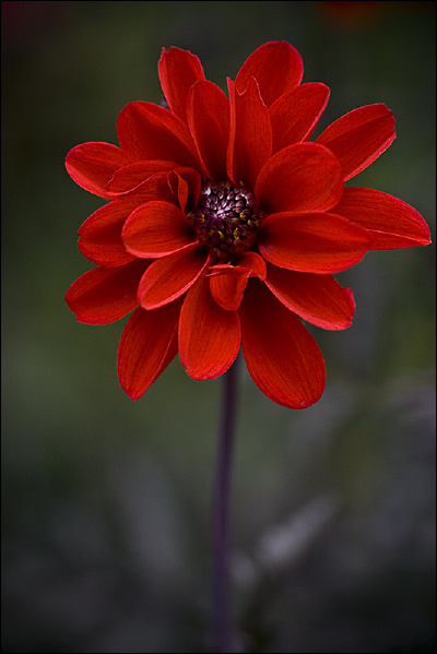 那朵花