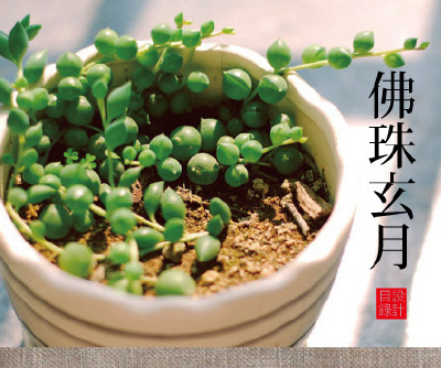 佛珠玄月，天真童話，奇幻異星裏的多肉植物 家居 园艺 植物 童話