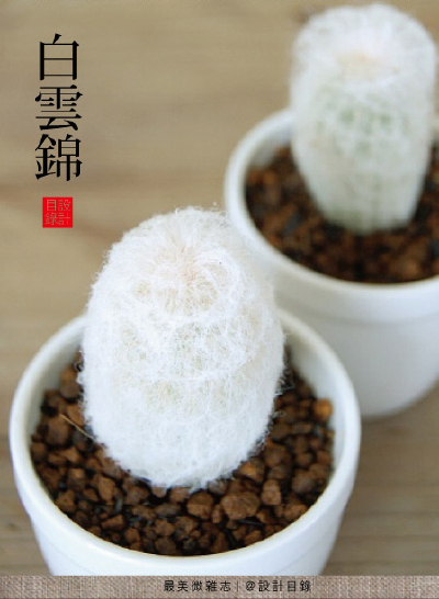 白雲錦，似夢似幻，天真童話，奇幻異星裏的多肉植物 家居 园艺 植物 童話