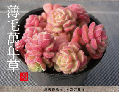薄毛萬年草，讓這可愛的植物，在你的案頭營造天真童話。奇幻異星裏的多肉植物 家居 园艺 植物 童話