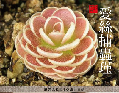 愛絲捕蟲瑾，讓這可愛的植物，在你的案頭營造天真童話。奇幻異星裏的多肉植物 家居 园艺 植物 童話