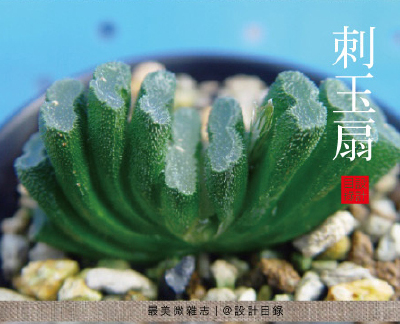 刺玉扇，奇幻異星裏的多肉植物 家居 园艺 植物 童話